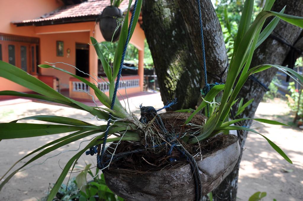 Aloha Mirissa Hostel Exterior photo